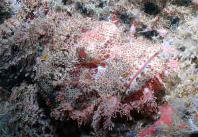 Scorpion Fish